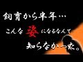 【仰天ニュース】我が家の「オランダがオランジ」になりました！