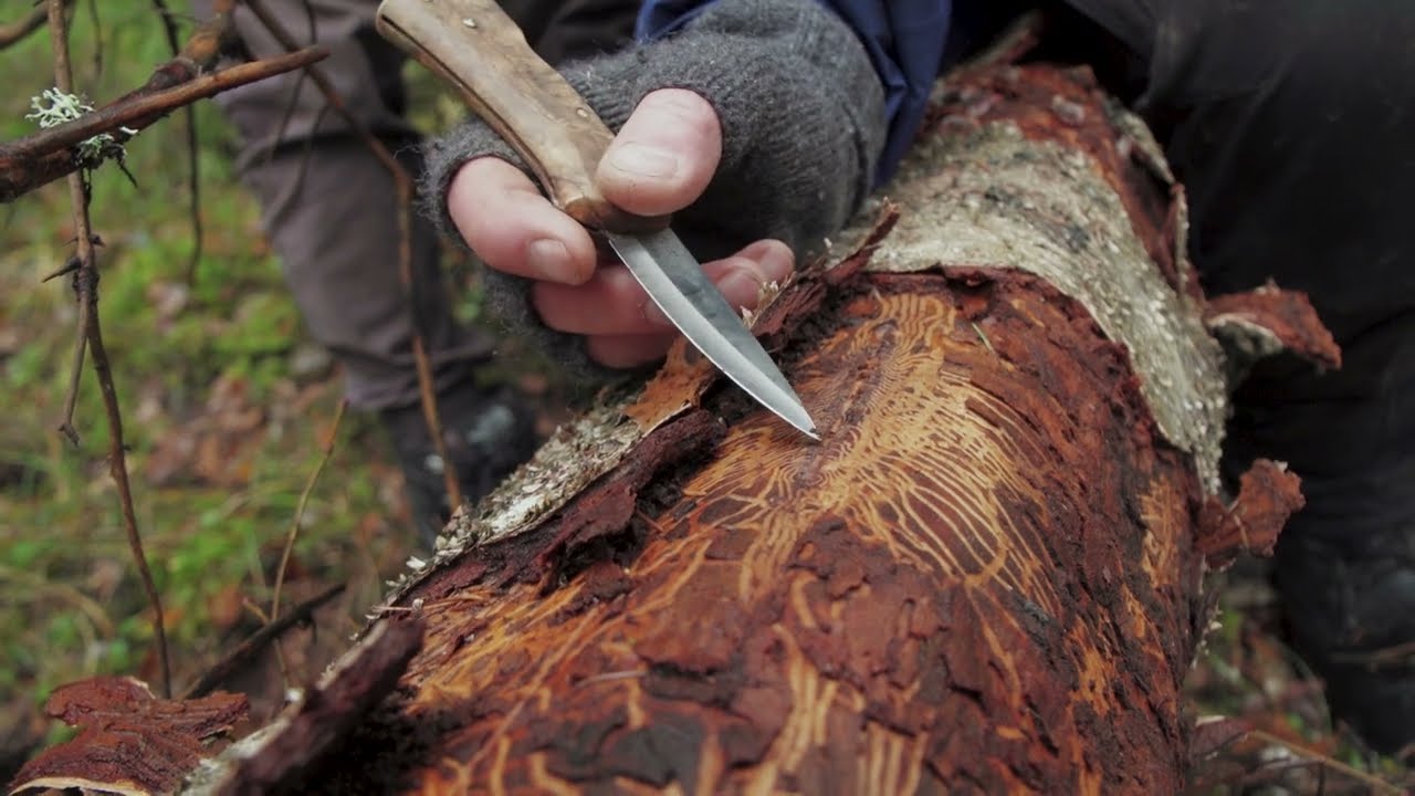 Döda träd, levande skogar - version utan interaktivitet