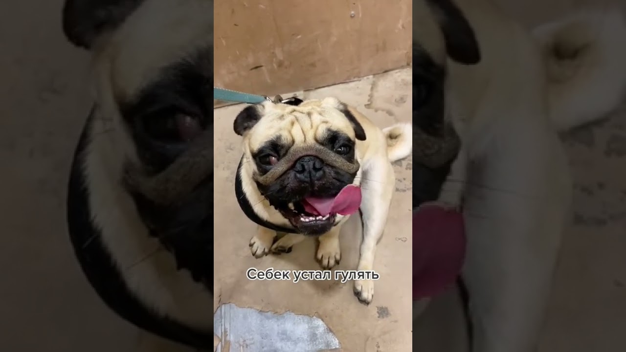 Нагулялся, еду в лифте домой 