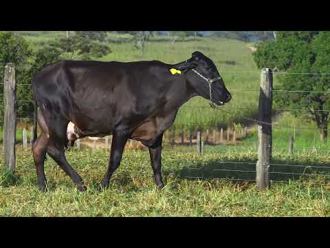 LOTE 40 TEFA EFOTA