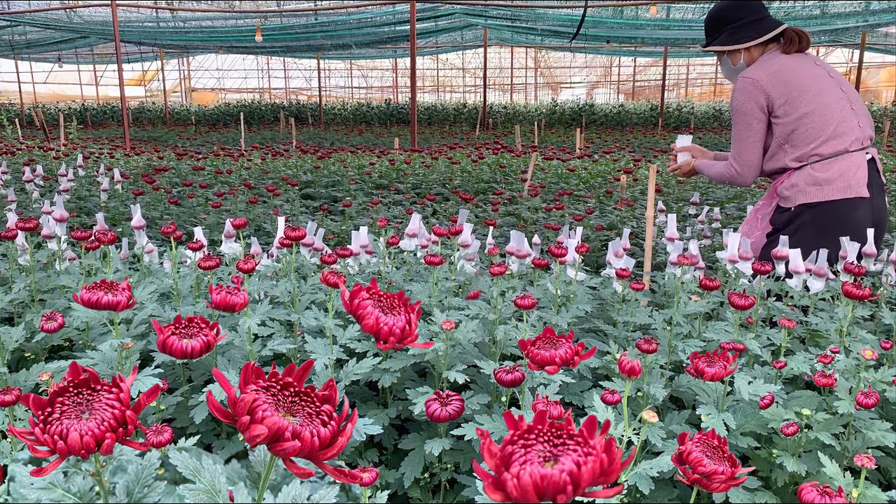 CÚC ĐỎ SAKURA Đà Lạt, quá lạ, quá đặc biệt.