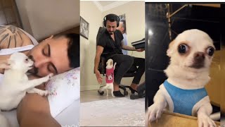 Latest Murat noyan best compilation/Murat noyan dog /Murat noyan dog/Murat noyan puppy by Daily dose of dogs 253,899 views 1 year ago 1 minute, 8 seconds