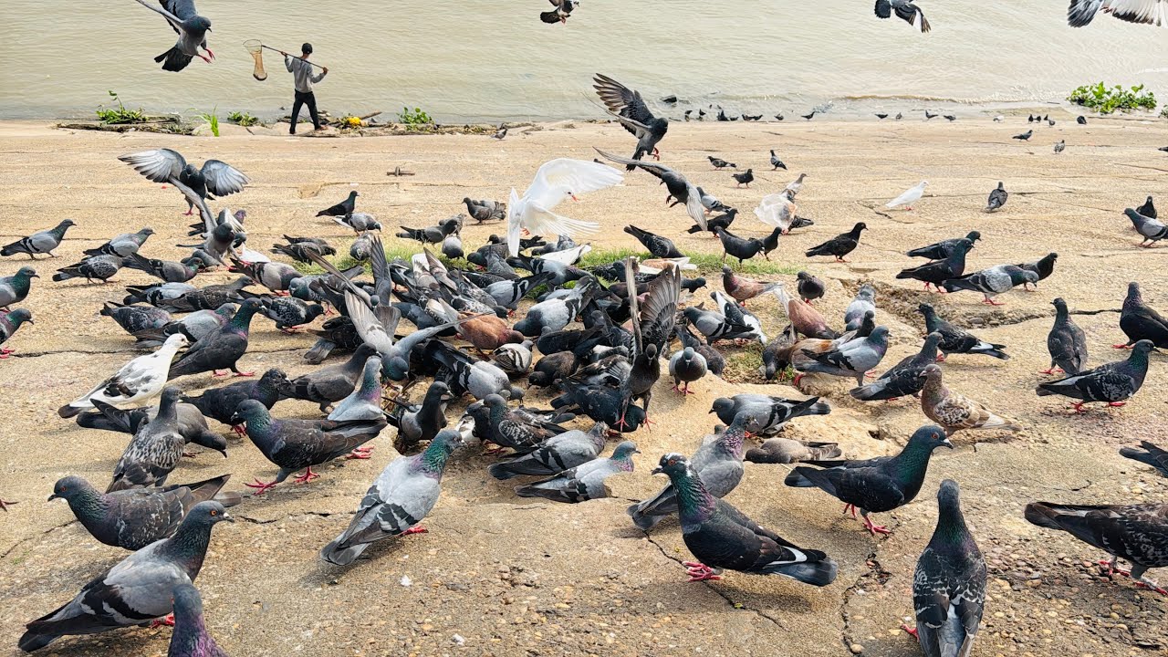 At the riverbank, there were many pigeons happily flying around, foraging for food.