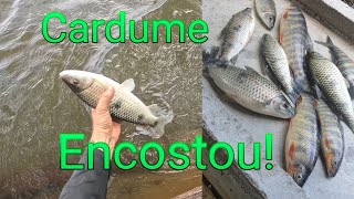 Cardume encostou na ceva, pescando piau de manhã 
