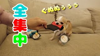 オモチャ、ポップコーン、イワシに囲まれ慌ただしくも幸せ時間を過ごすチワワ犬。鬼滅の刃ばりに全集中でオモチャと遊びオヤツを食べる