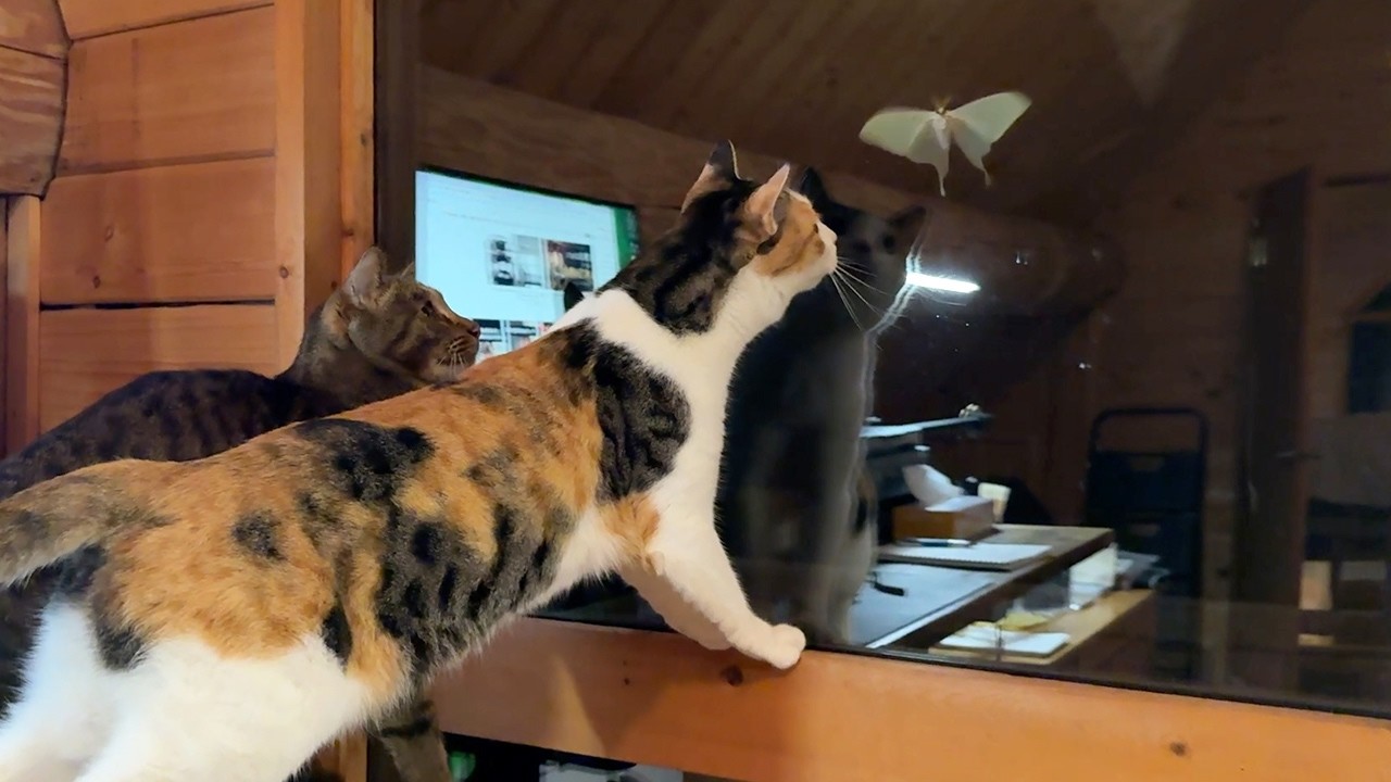 【森暮らし】夜の森に現れた妖精のような蛾に、猫たちが大興奮。八ヶ岳・初夏の夜