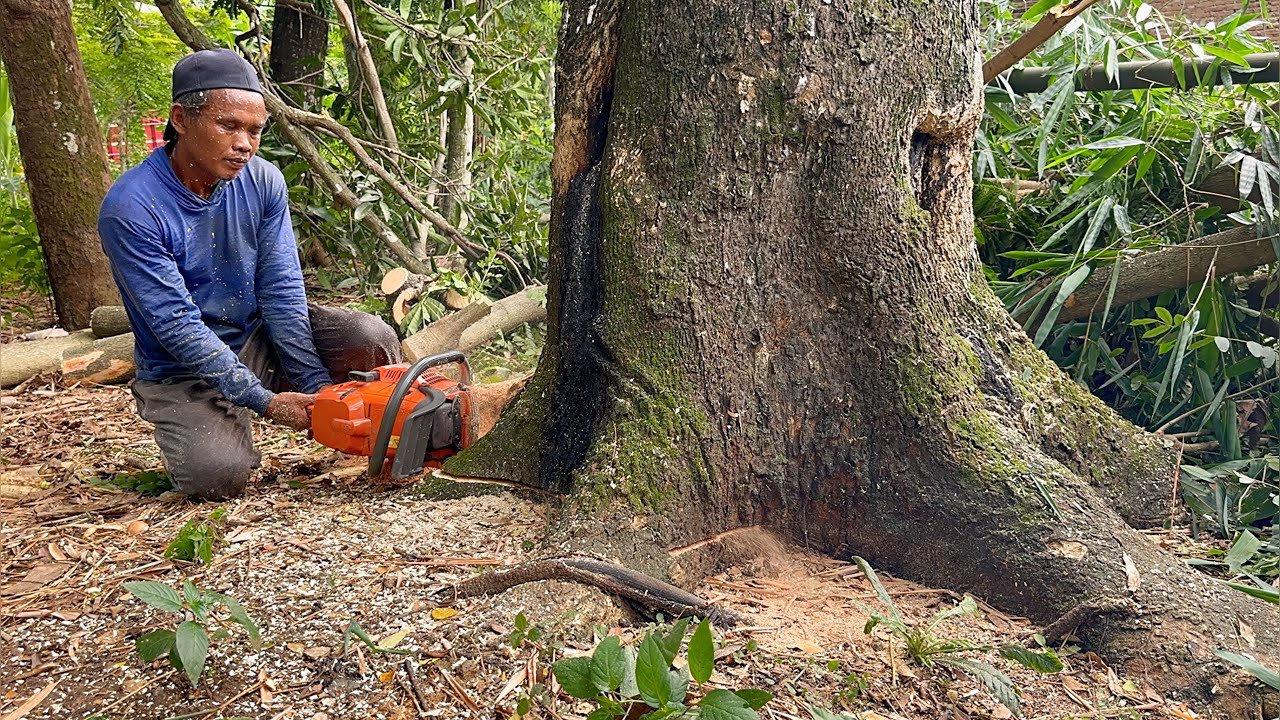 Blackened… cut down 2 old trees in the middle of the village ‼️ - YouTube