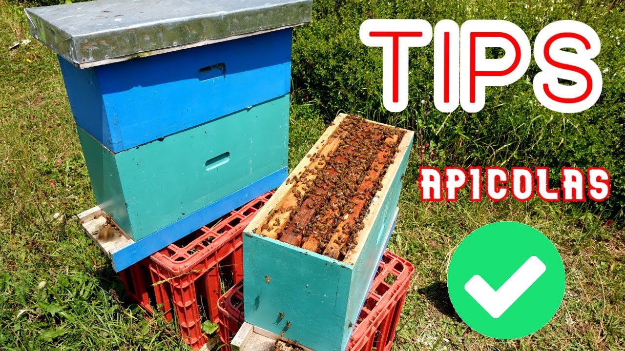 La CLAVE para MULTIPLICAR COLMENAS 🚨