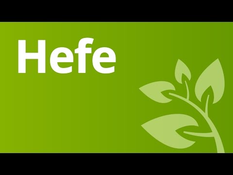 Die Hefe  | Biologie | Biologie der Pflanzen und Pilze (Mittelstufe)