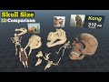 Skull Size Comparison (3D)