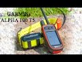 Garmin Alpha 100 T5 обзор прибора