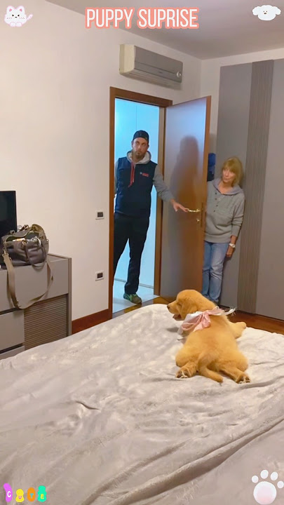 The best surprise #dog #gift #doglove #pets #puppy #funny #surprise #doggielife