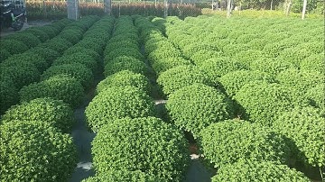 Khu vườn cúc Mâm xôi của Dượng cây đang vô nụ và cách đi phân của ông(26/10al) #cucmamxoi #flowes