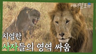 싸움에 진 사자 가족의 최후. 치열한 사자들의 영역 싸움이 펼쳐진다 | KBS 환경스페셜 080109 방송
