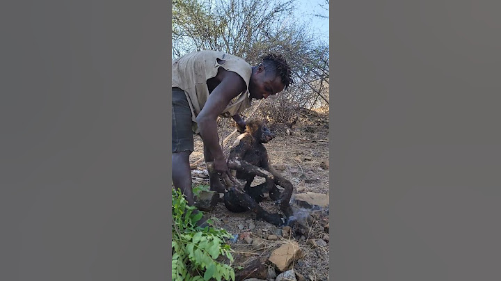 Hadzabe found a great baboon
