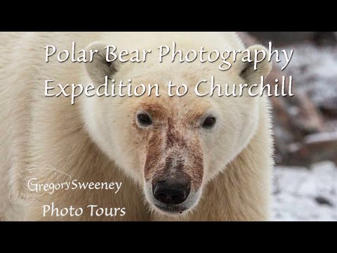 Polar Bear Photography Expedition To Churchill, Canada