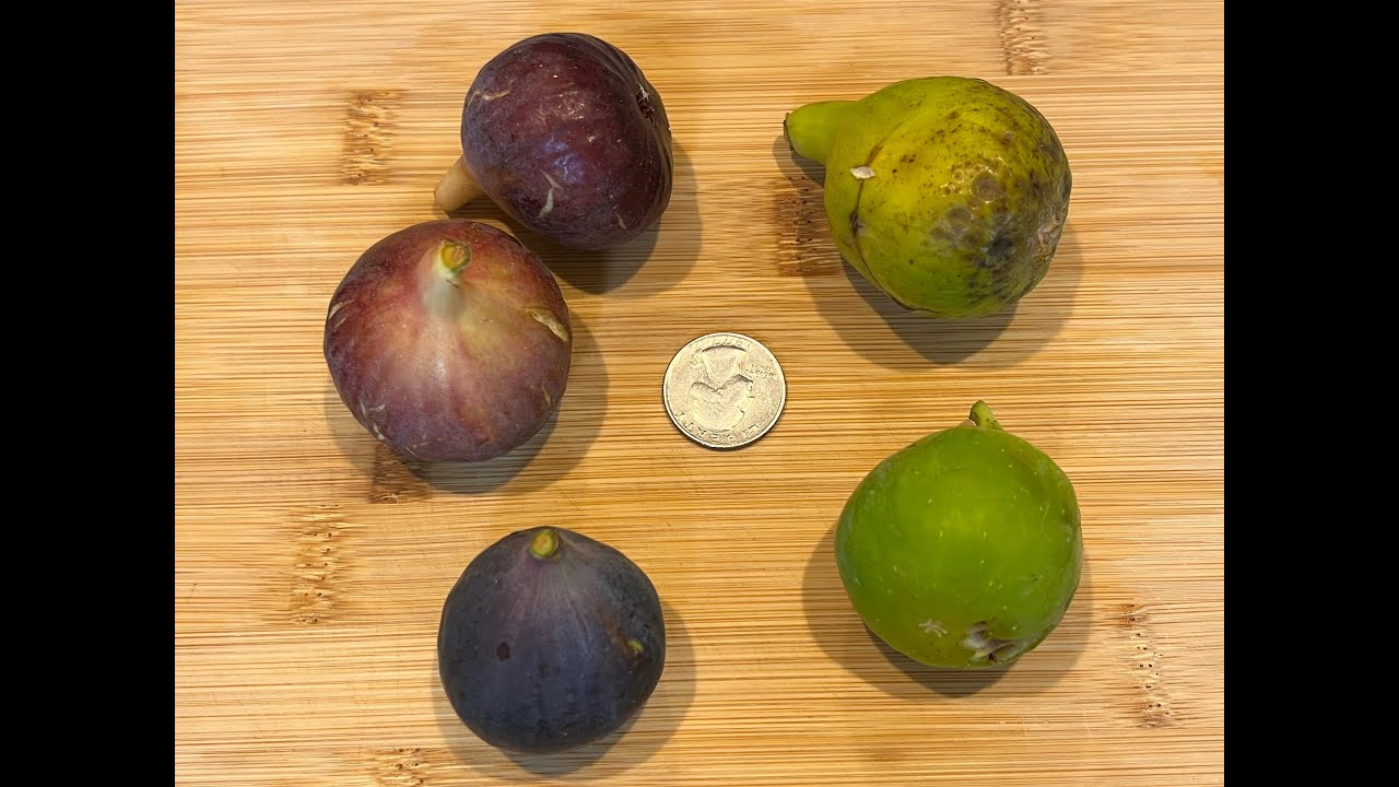 Fig Review 6 YouTube fig-review-6-youtube
