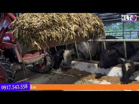 KỸ THUẬT THIẾT KẾ CHUỒNG ĐỆM LÓT SINH HỌC TRONG CHĂN NUÔI BÒ - youtube