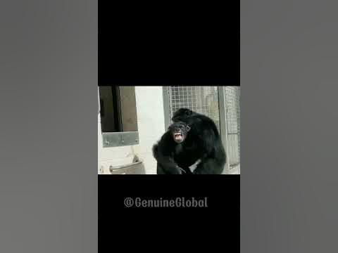 First time a 29-year-old chimp sees the sky after a lifetime in a cage