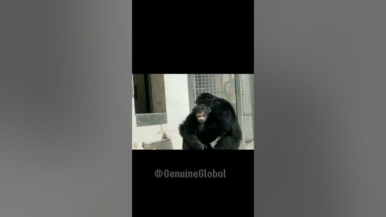 First time a 29-year-old chimp sees the sky after a lifetime in a cage