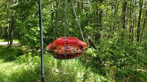 Ruby throated hummingbird feeder timelapse