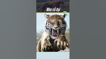 Mộc Quốc | Mèo cổ đại trông như thế nào? #shorts