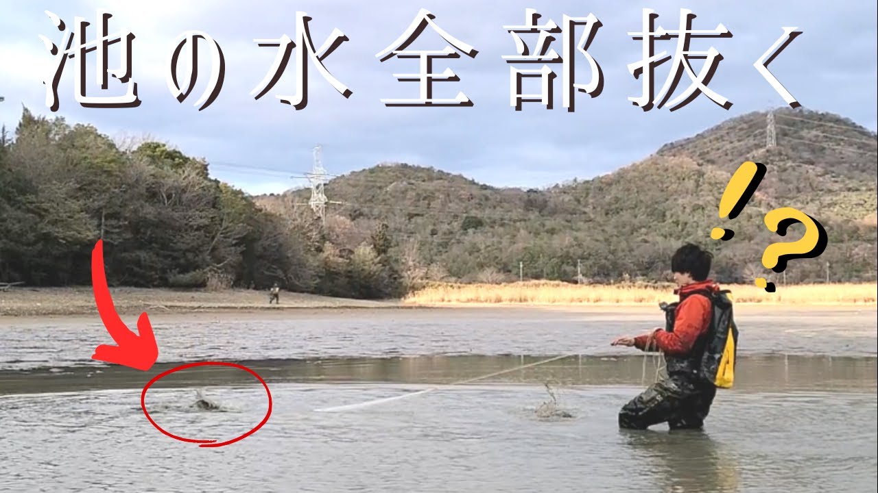 池の水ぜんぶ抜いて投網したら87ｃｍ巨大魚を捕獲！！？【池干し、かいぼり】