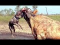 15 Merciless Moments When Animals Messed with The Wrong Opponent