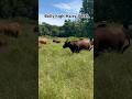 Thick grass and full bellies. #cattle #holisticfarming #rotationalgrazing #buckeyeranch