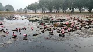 Lotus garden..