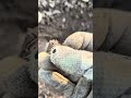 People go nuts finding these!