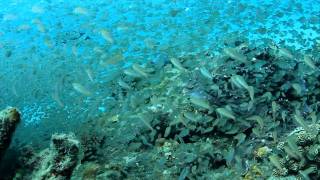 EOS　kissX4＆トキナーフィッシュアイレンズ水中動画