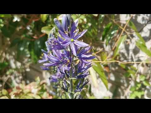 Vídeo: Flor de Camassia: cultivo e cuidado