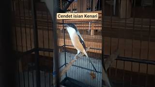 Cendet Gacor Ngerol Nembak Rapat isian Kenari Pancingan Murai Batu Cucak Ijo Kacer Ciblek Agar Bunyi