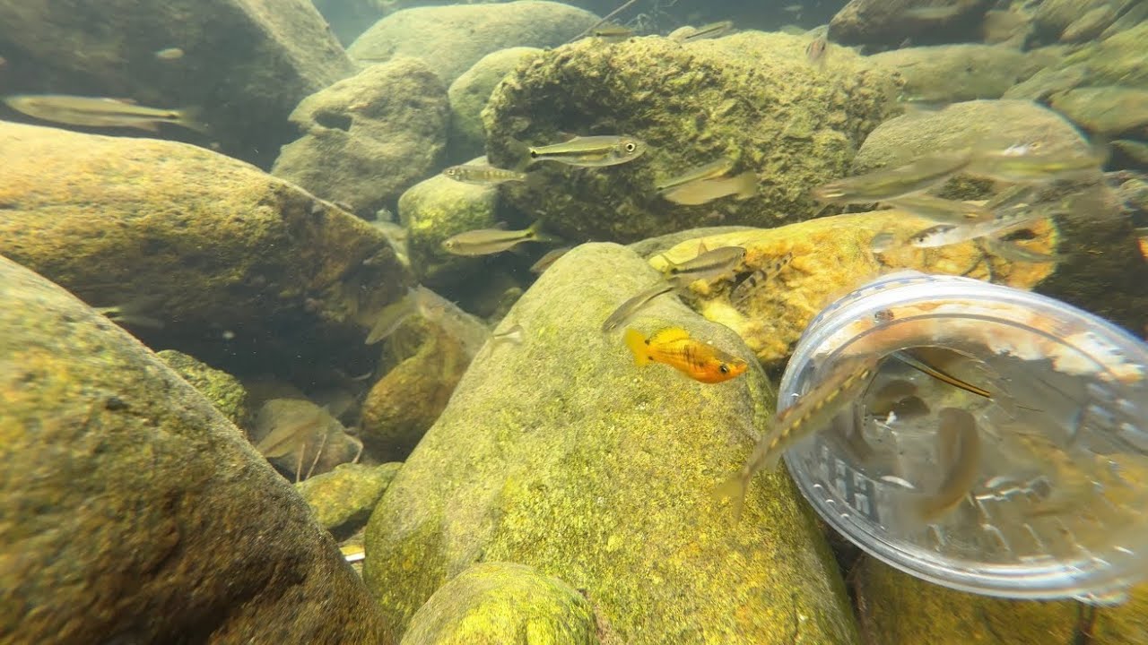 Stock market in fish world