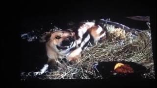 Download lagu Old Yeller rabies scene