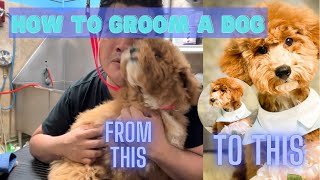 Grooming a poodle puppy 101, First time poodle grooming , How to groom a poodle at home by Dalilas Pet Grooming  331 views 2 years ago 22 minutes