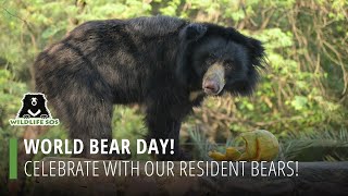 World Bear Day: Celebrate With Our Resident Bears!