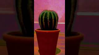 Tom Chadwick Roasts 2????????????????????? Feat.karenthecactus