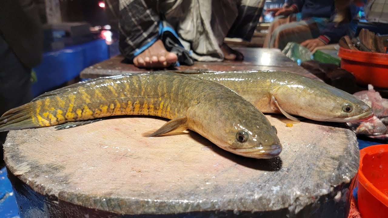 Hanif Fish Hm Abu Hanif fish cutting channel আলহামদুলিল্লাহ is live! - YouTube
