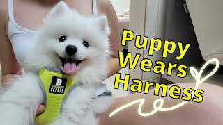 My Puppy Wears Harness for the First Time - Japanese Spitz by Sarangsnowbear 7,057 views 1 year ago 5 minutes, 46 seconds