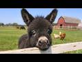 Laugh Until You Cry With These Hilarious Animals Funny Animal Videos! 😂🐾