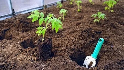 На каком расстоянии друг от друга сажать томаты? В сколько стеблей формировать?