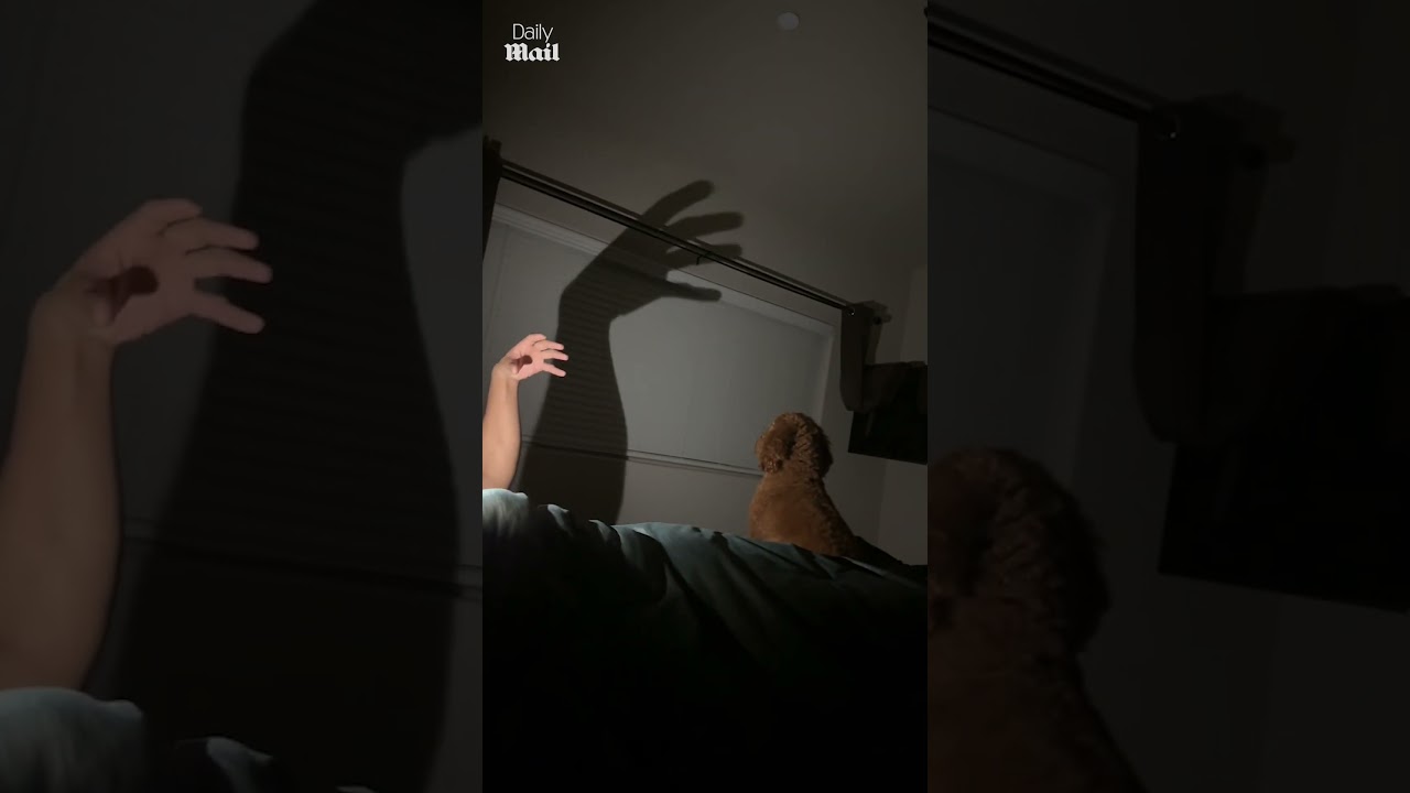 Cute dog gets scared by hand shadow