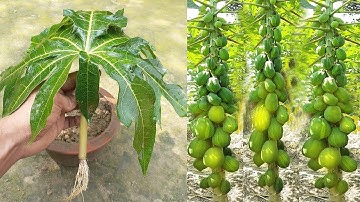 Easy technique of making seedlings from papaya leaves with tomatoes | Natural Grafting.