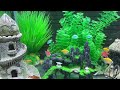 Beautiful Aquarium Setup 🌿 Relaxing Fish Tank | Colorful Tropical Fish & Zen Aquascape