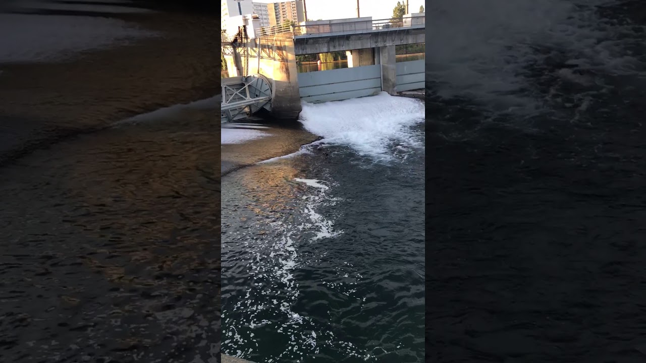 Trout fishing Washington. Fish on every cast. Spokane Washington.