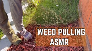 Pulling the MOST UN-satisfying Weed!! (Common Bermuda) {ASMR}