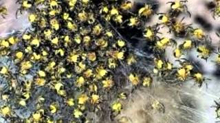 Exploding Spider Bomb As Clusters Of Thousands Of Yellow Babies Appear In South West Homes