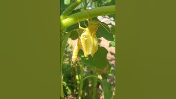 Never seen this before! #grasshopper #insects #bug #backyardgardening